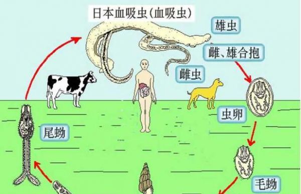 尖阁鼹鼠的养殖技巧（以宠物为主，让你成为一位成功的鼹鼠养殖者）