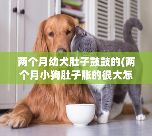 两个月幼犬肚子鼓鼓的(两个月小狗肚子胀的很大怎么办)✅ 