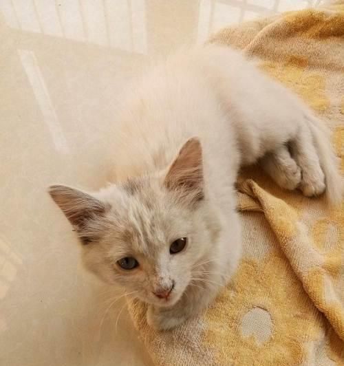 狗狗过敏，猫咪不过敏（猫狗异类）