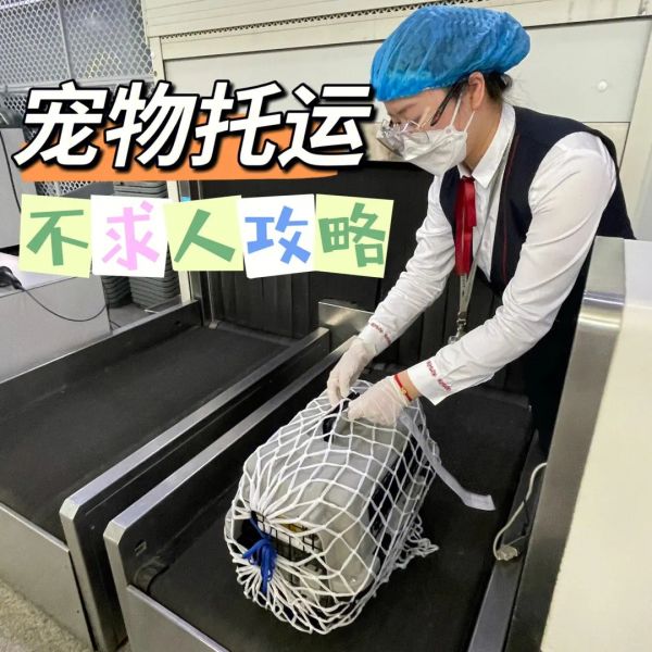 徐州 猫咪托运 靠谱 托运公司