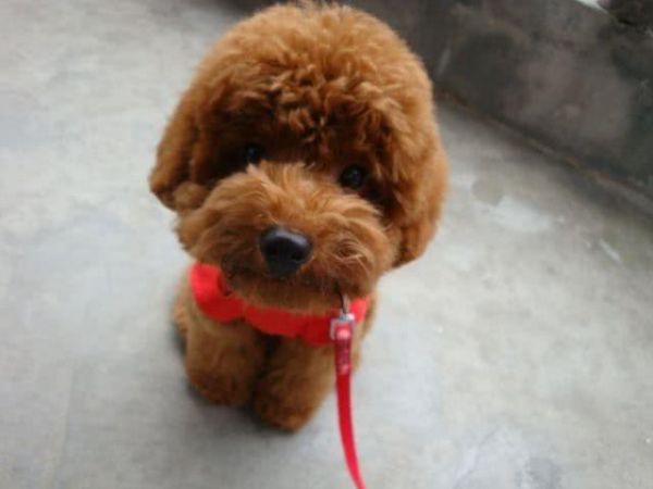 世界上最萌的5种狗狗，泰迪排最后，第一能够暖化人心！