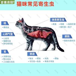 新宠之康 犬猫宠物猪鸡鸭鹅驱虫药阿苯达唑片
