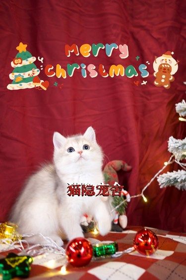宠物猫的萌翻天