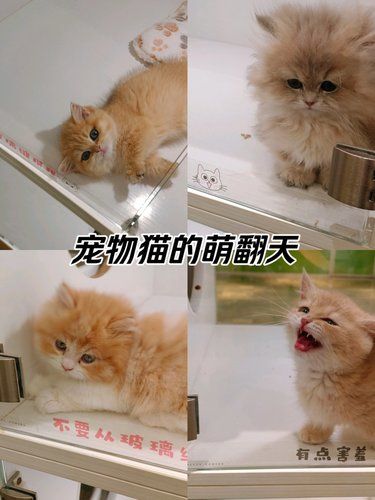 宠物猫的萌翻天