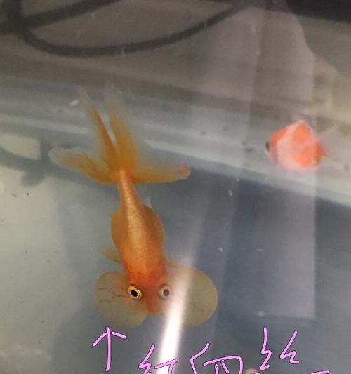 珍珠鳞的饲养全攻略（以红白珍珠鳞为例）