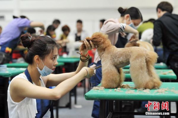 宠物美容“达人”福州显身手