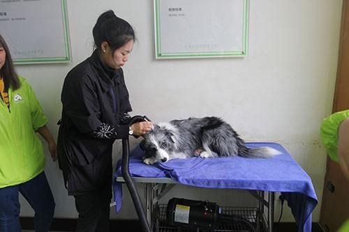 宠物美容学校的C级宠物美容师课程是学什么