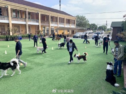动物行为专家建议烈性犬应细化从严管理，尽快健全养宠环境！