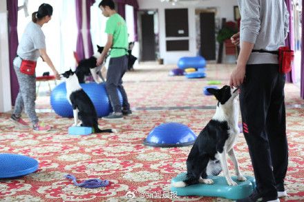 动物行为专家建议烈性犬应细化从严管理，尽快健全养宠环境！