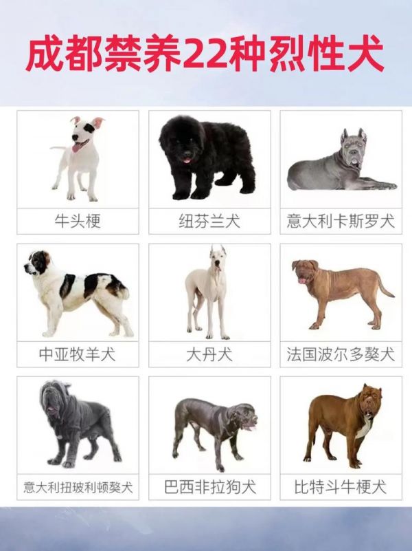 烈犬,烈犬排名前十名