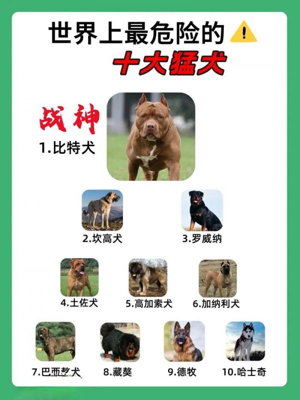 烈犬,烈犬排名前十名