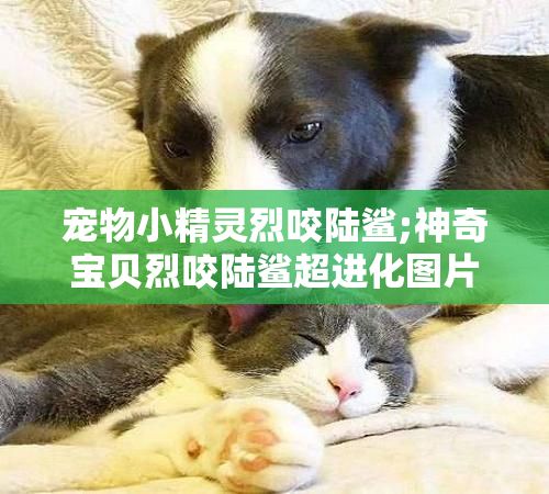 宠物小精灵烈咬陆鲨;神奇宝贝烈咬陆鲨超进化图片