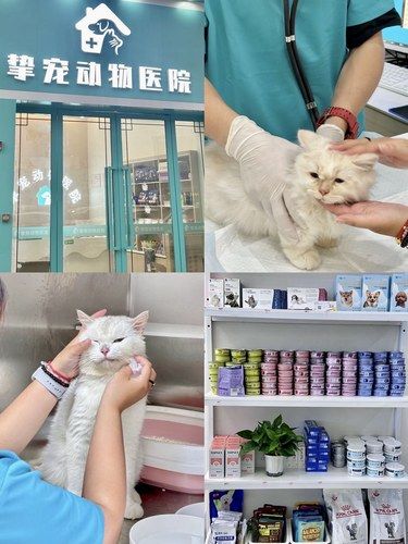 铲屎官有福了！终于被我淘到一家爱宠Yi院～