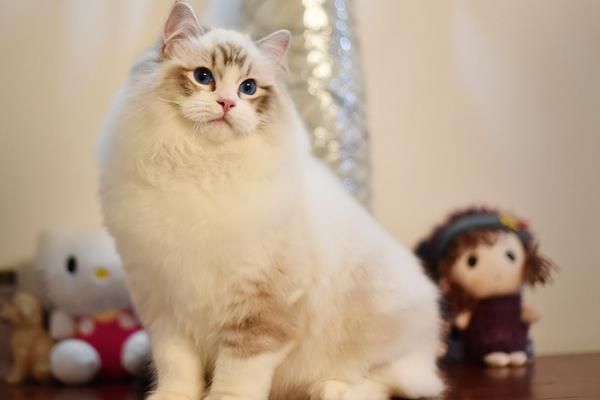 苏州布偶猫大概什么价位？苏州虎丘区布偶猫附近的店在哪里