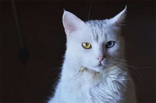 苏州布偶猫大概什么价位？苏州虎丘区布偶猫宠物市场排行榜