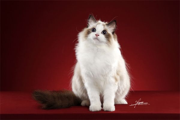 苏州布偶猫大概什么价位？苏州虎丘区布偶猫哪里有专卖店