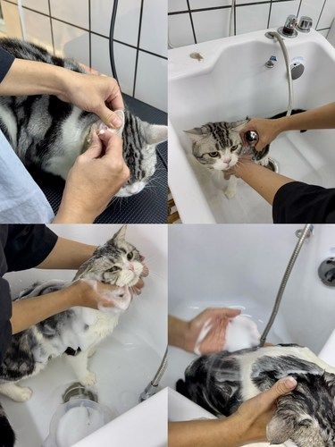 带我家小猫猫来洗洗澡啦