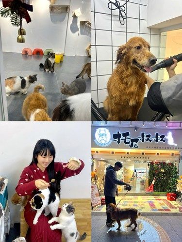 在江门……毛孩家长狂喜❗❗