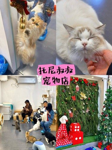 在江门｜被刷爆的宠物店