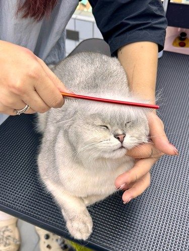 江门的！爱宠之人的好去处