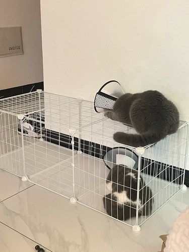 嘎哈哈哈哈...