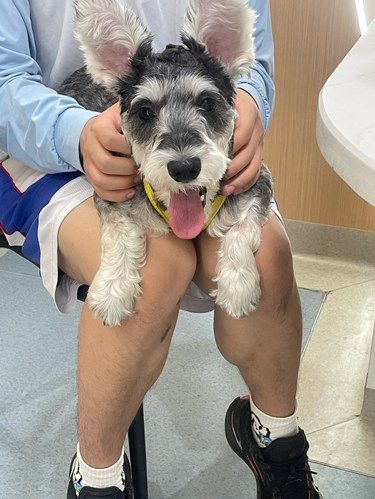 狗狗疫苗时间