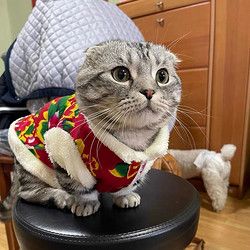 伊歌瑶 宠物衣服冬季 东北大花袄