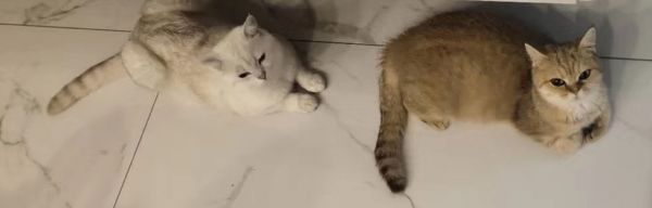 自己的仔
