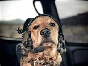 出售各种名猫名犬