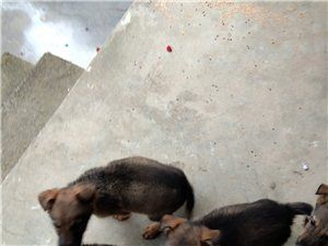 昆明犬