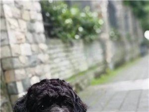 寻黑色泰迪小爱犬