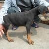 纯种德系杜宾工作幼犬一窝预定