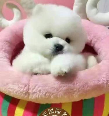 揭秘博美狗倒吸气的原因（了解博美狗呼吸问题，关爱宠物健康）