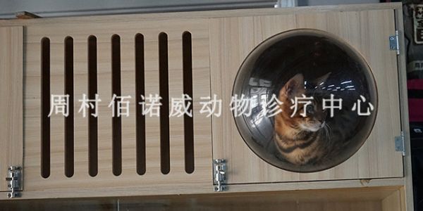周村东门路附近不黑的宠物医院费用,宠物医院
