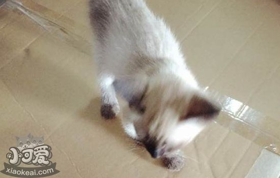 猫玩具diy 漂亮又简单的手工猫房子