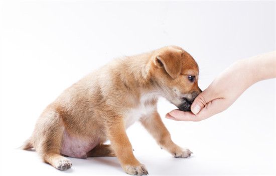 犬细小如何自己治疗
