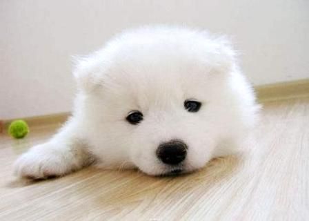 纯白色的犬品种有什么(小宠物犬图片大全)