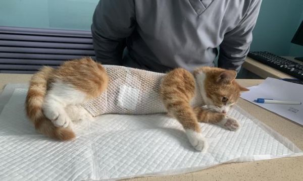 小猫过敏怎么办？