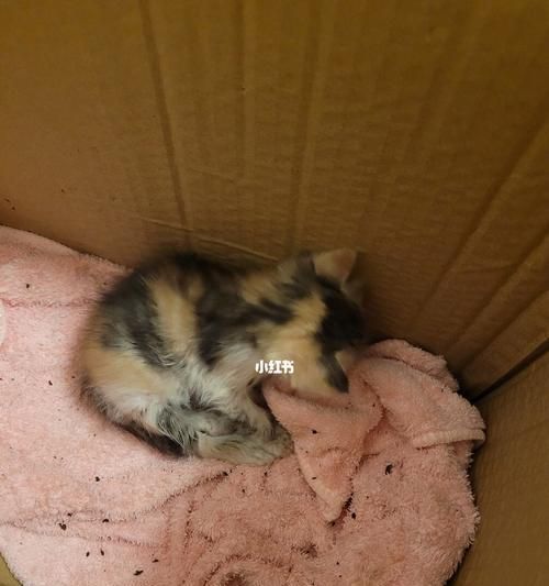 小猫过敏怎么办？
