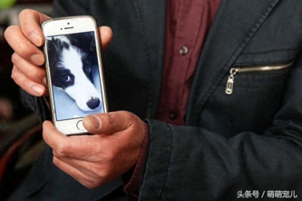 实拍；宠物火化埋葬全过程