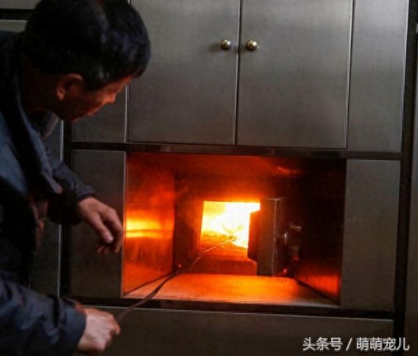 实拍；宠物火化埋葬全过程