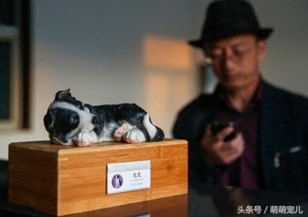 实拍；宠物火化埋葬全过程