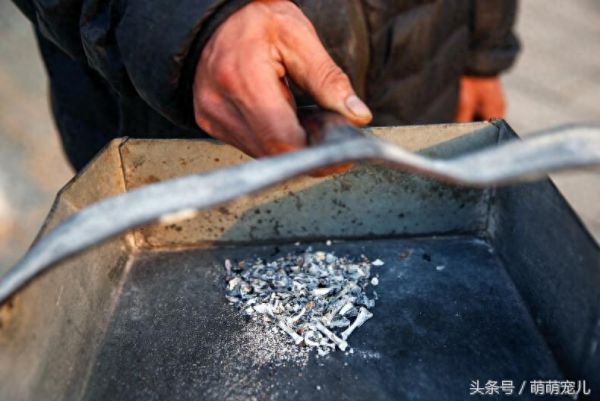 实拍；宠物火化埋葬全过程