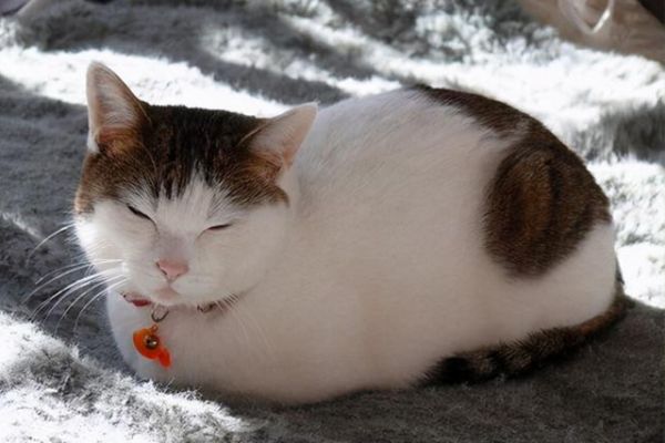 短毛宠物猫是不是宠物狗