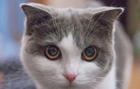 短毛猫都有哪些品种