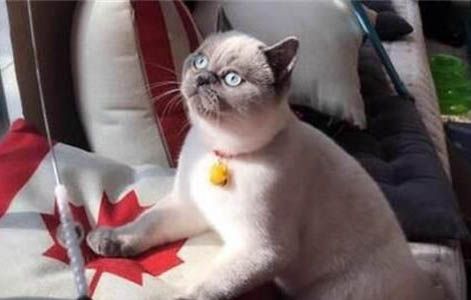 短毛猫都有哪些品种