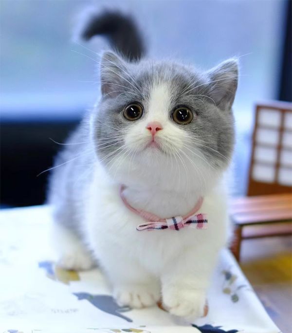 英短蓝白宠物猫