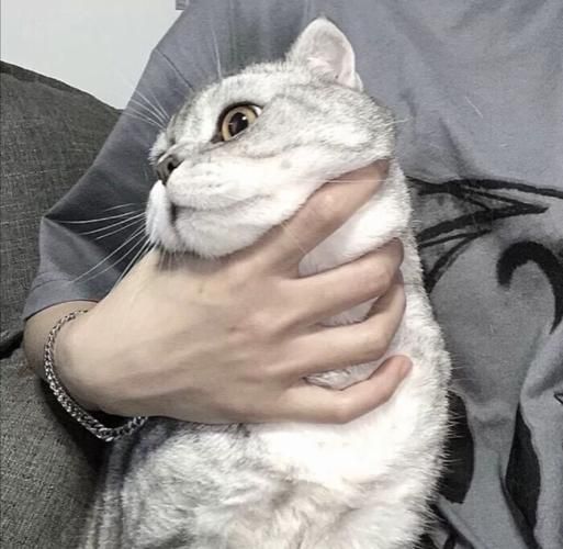 男生头像带宠物