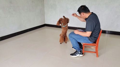 今天有时间训练一下来福，小家伙表现还不错哦