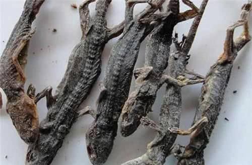 这动物是五毒之一，本身却没有毒性，是药用价值高的中药材之一